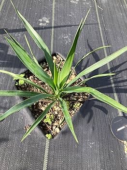 耐寒性強！クサントロエア　ブラックボーイ◇ドライガーデン多肉ユッカ　アガベ ヤシ 耐寒性強！クサントロエア ブラックボーイ◇ドライガーデン多肉